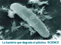 bacteria que degrada el plastico